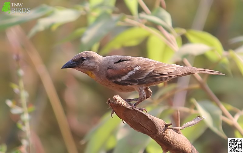 Chestnut-shouldered Petronia